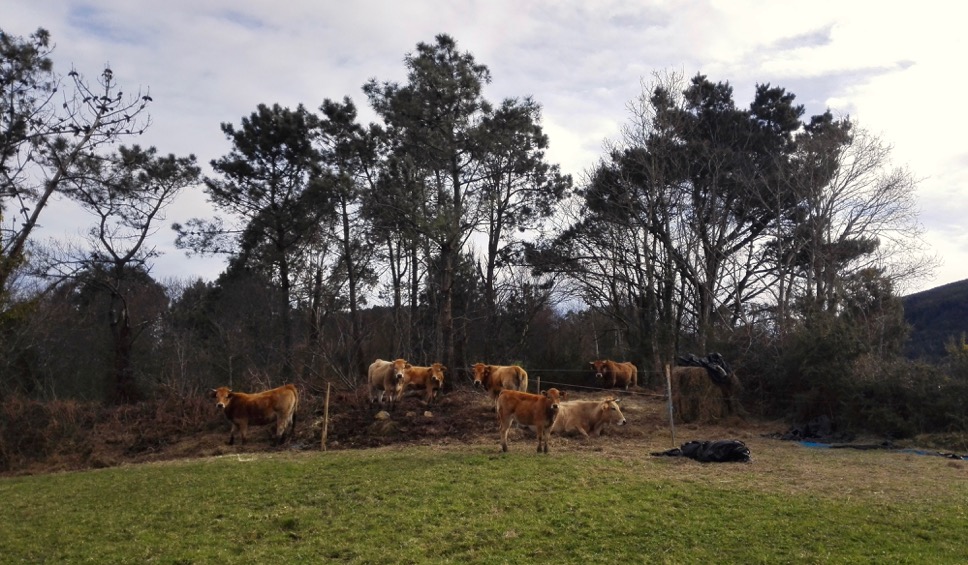 Foto de los alrededores de apartamentos la Collada, 33780 San Pelayo de Tehona, Asturias, Spain.